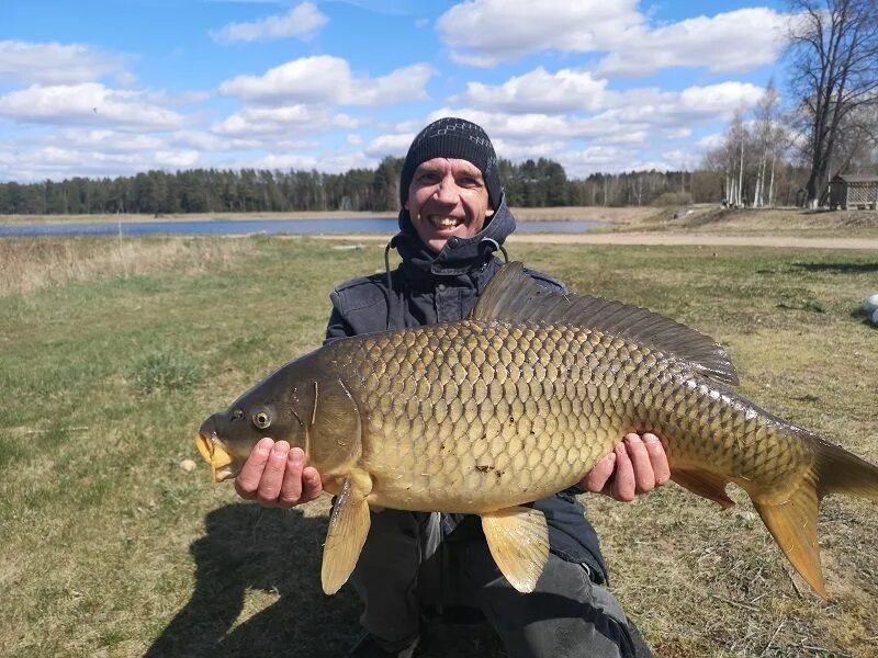 карп на 7 килограмм. карп 3,5 кг. карп 4 кг. карп 7 кг. карп 3 кг.