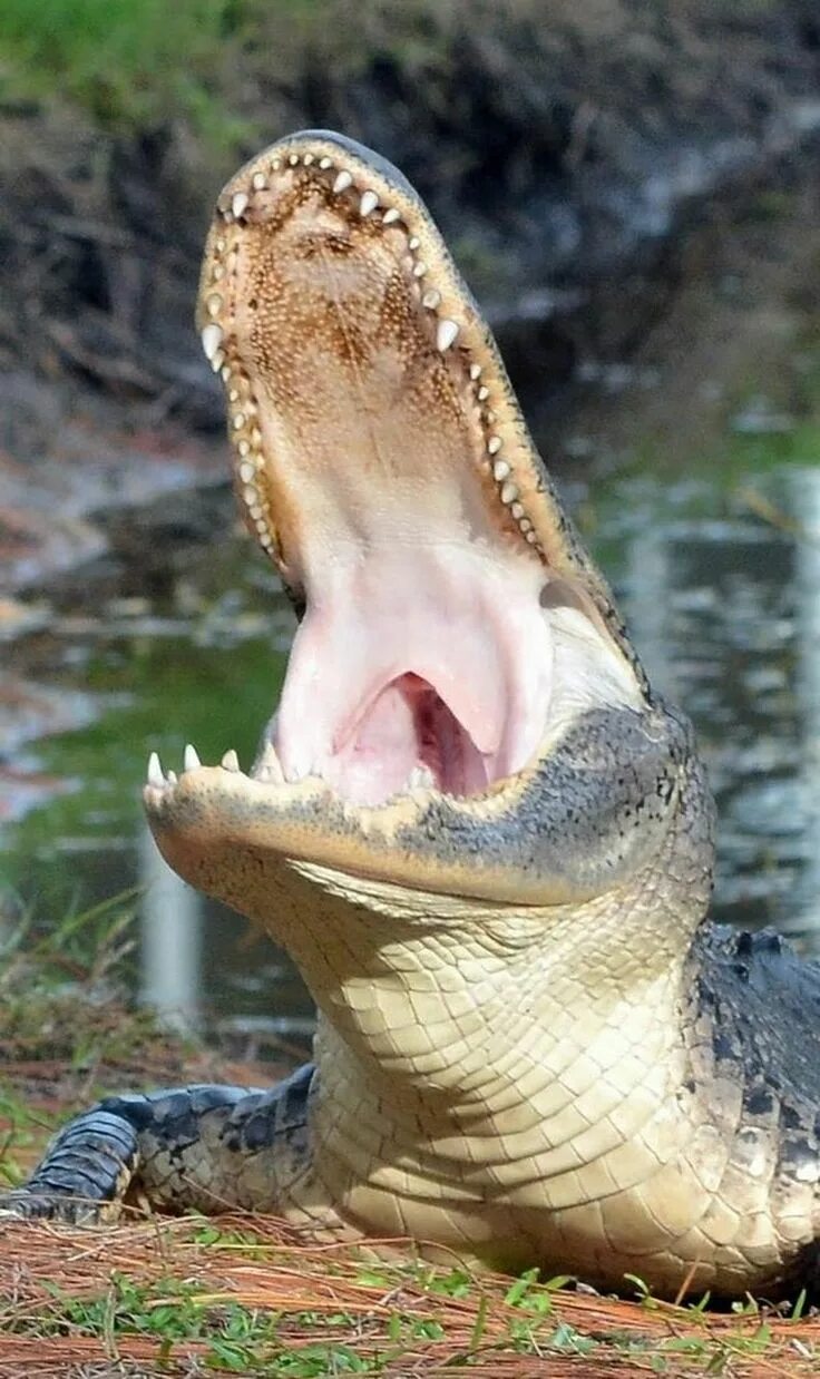 Крокодил млекопитающее или нет. Миссисипский Аллигатор. Пасть крокодила. Крокодил животное. Аллигатор рептилия.