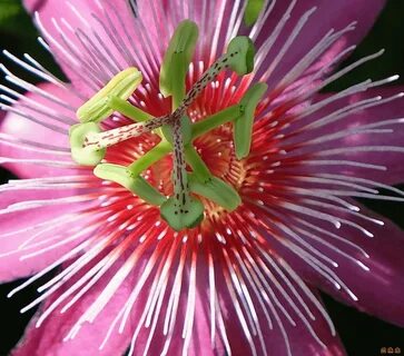 Unique flower