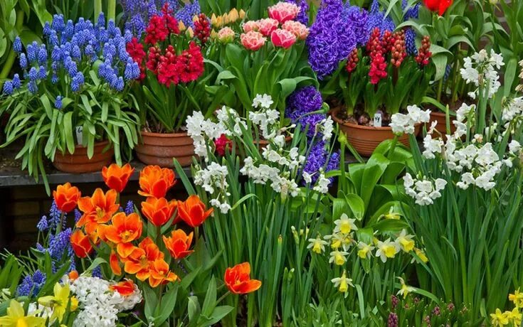 Фото ранних цветов в саду תוצאת תמונה עבור синие цветы Flowers, Muscari, Colorful flowers