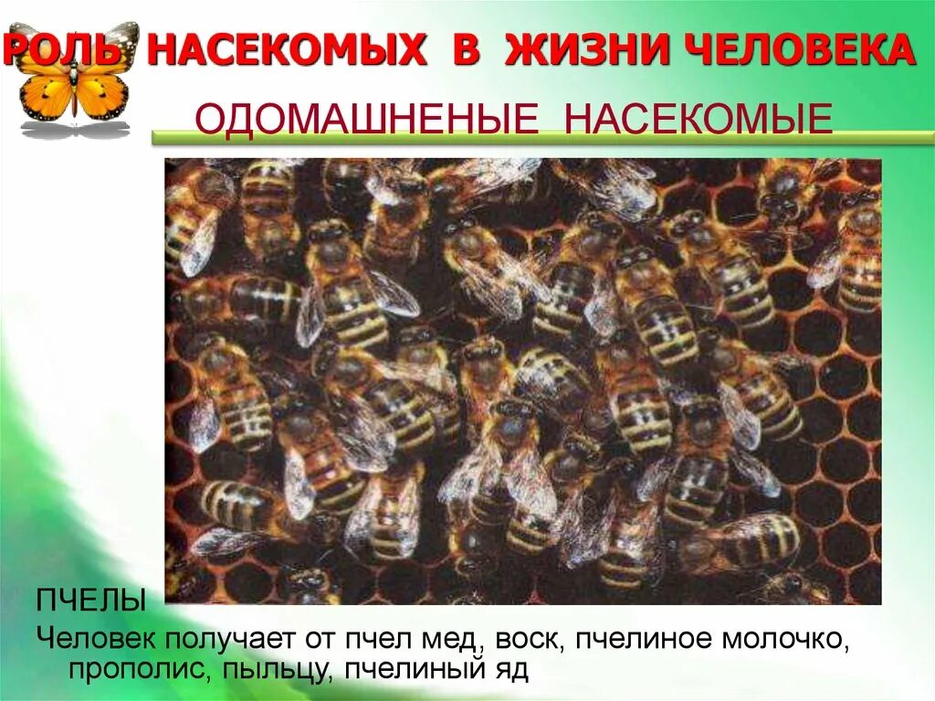Роль пчелы в жизни человека. Роль насекомых в жизни. Роль насекомых в жизни человека. Пчелы в природе и жизни человека.