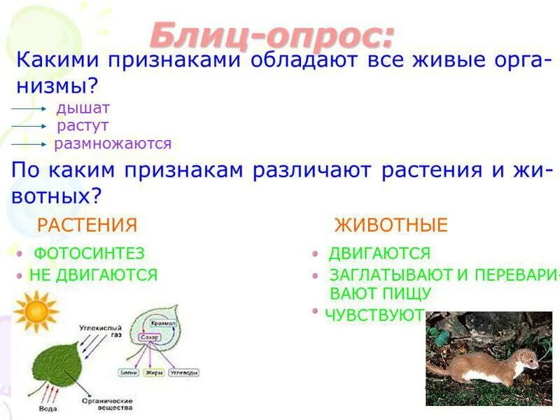 Все живые организмы дышат кислородом