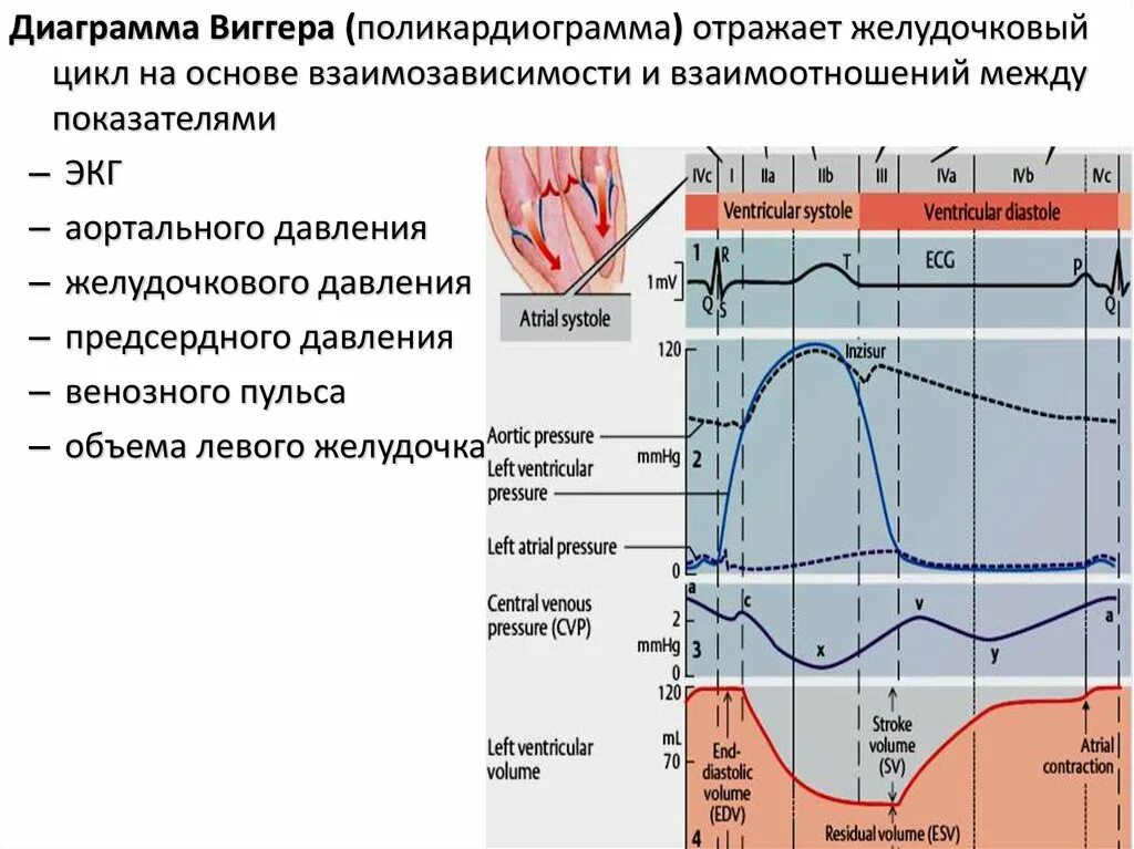 Внутрисердечная гемодинамика. Фазовый анализ сердечного цикла. Поликардиография. Сердечный цикл график давления. Диаграмма давления и объема крови для желудочков сердца. Внутрисердечная гемодинамика в фазах сердечного цикла.