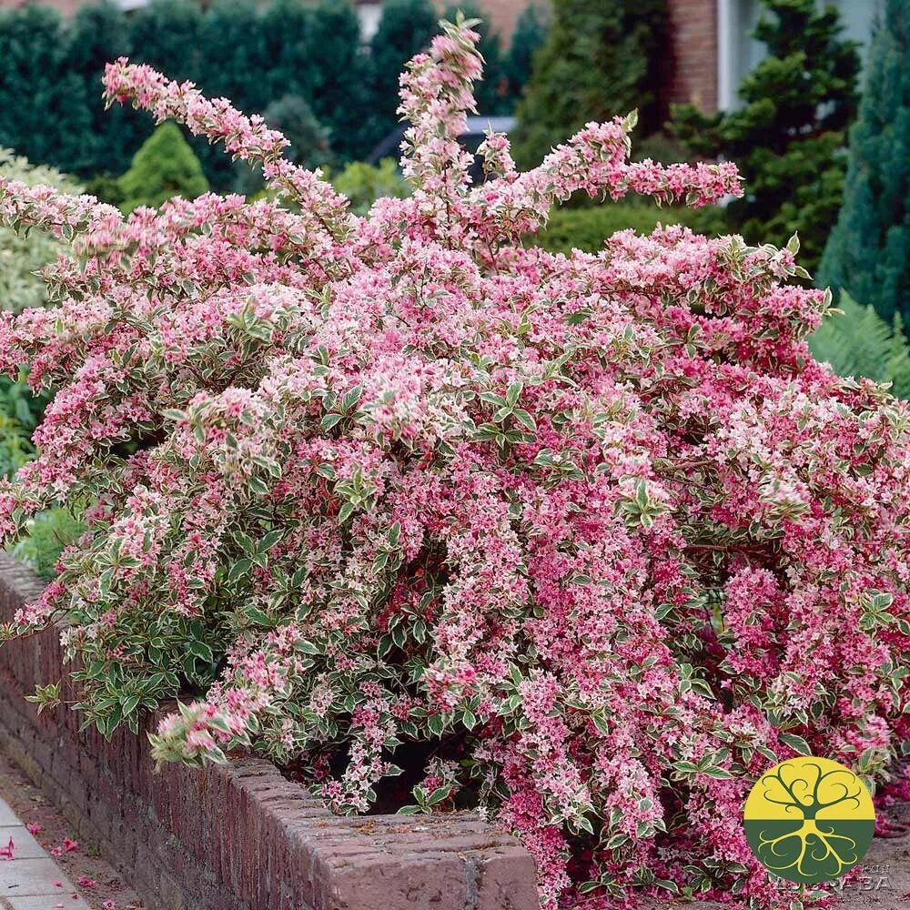 Фото красивых цветущих кустарников. Вейгела Nana variegata. Вейгела Флорида Вариегата. Вейгела Цветущая Nana variegata.