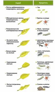 Пин от пользователя Katrin Yeterskova на доске лайфхак Вредители растений, Естес