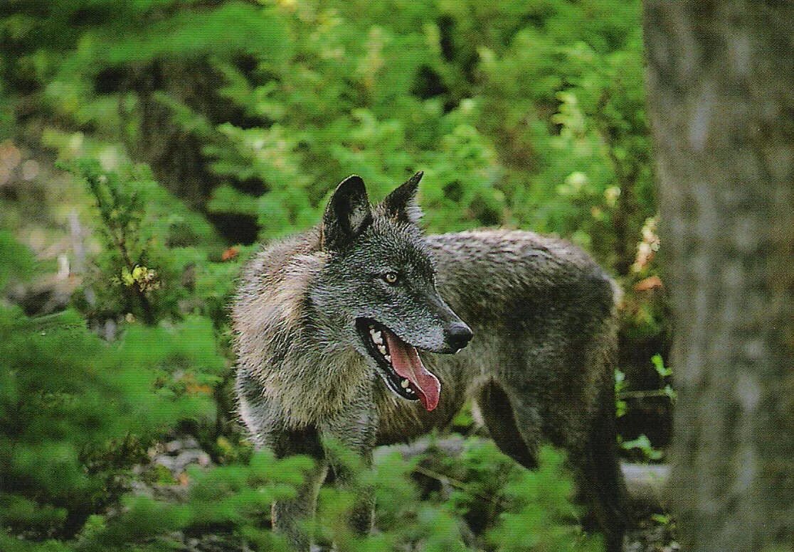 Таёжный волк. Canis Lupus Тайга. Волк в лесу. Звери леса. Хвойная волки