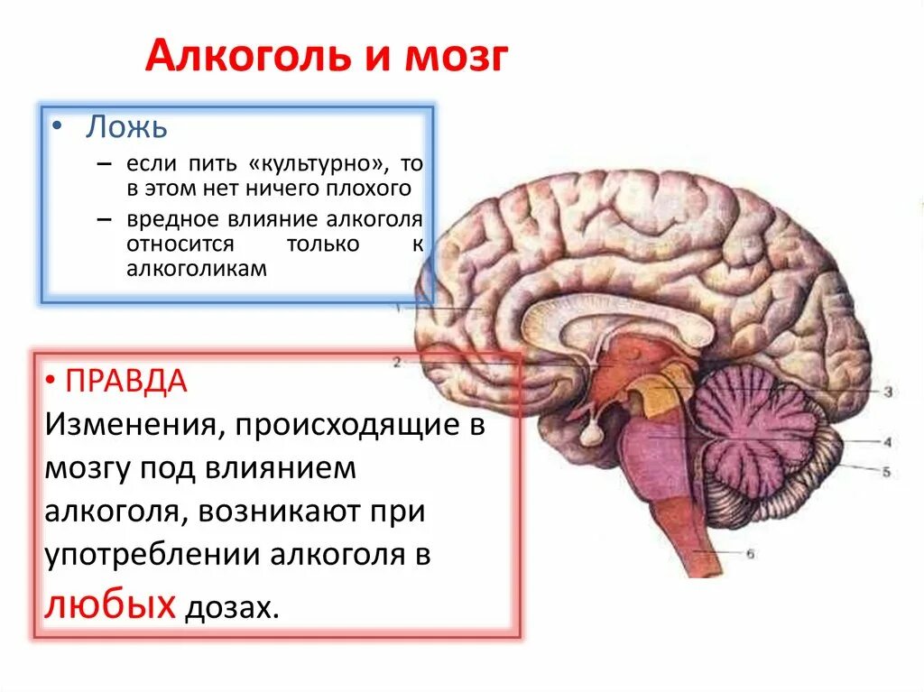 Алкоголь и мозг человека. Влияние спирта на головной мозг. Изучают ли мозг