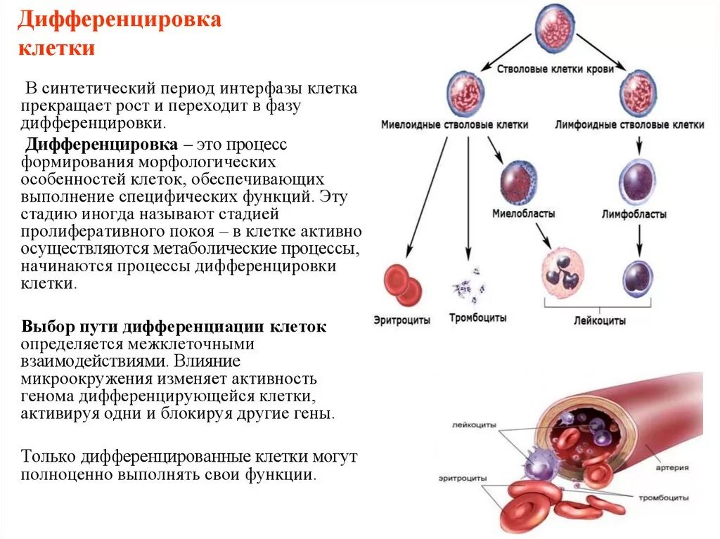 Б содержит недифференцированные клетки. Процесс дифференциации клеток. Рост и дифференцировка клеток гистология. Дифференцировка в гистологии это. Дифференцировка клеток и образование тканей.