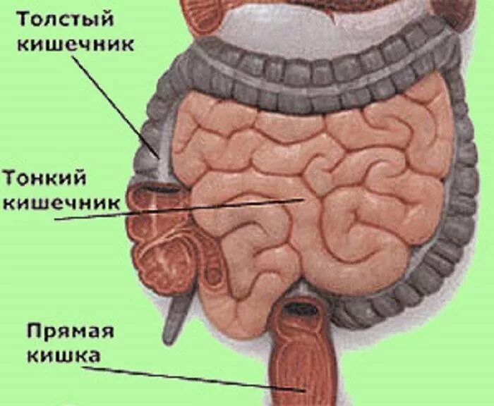 Прямая толстая и тонкая кишка