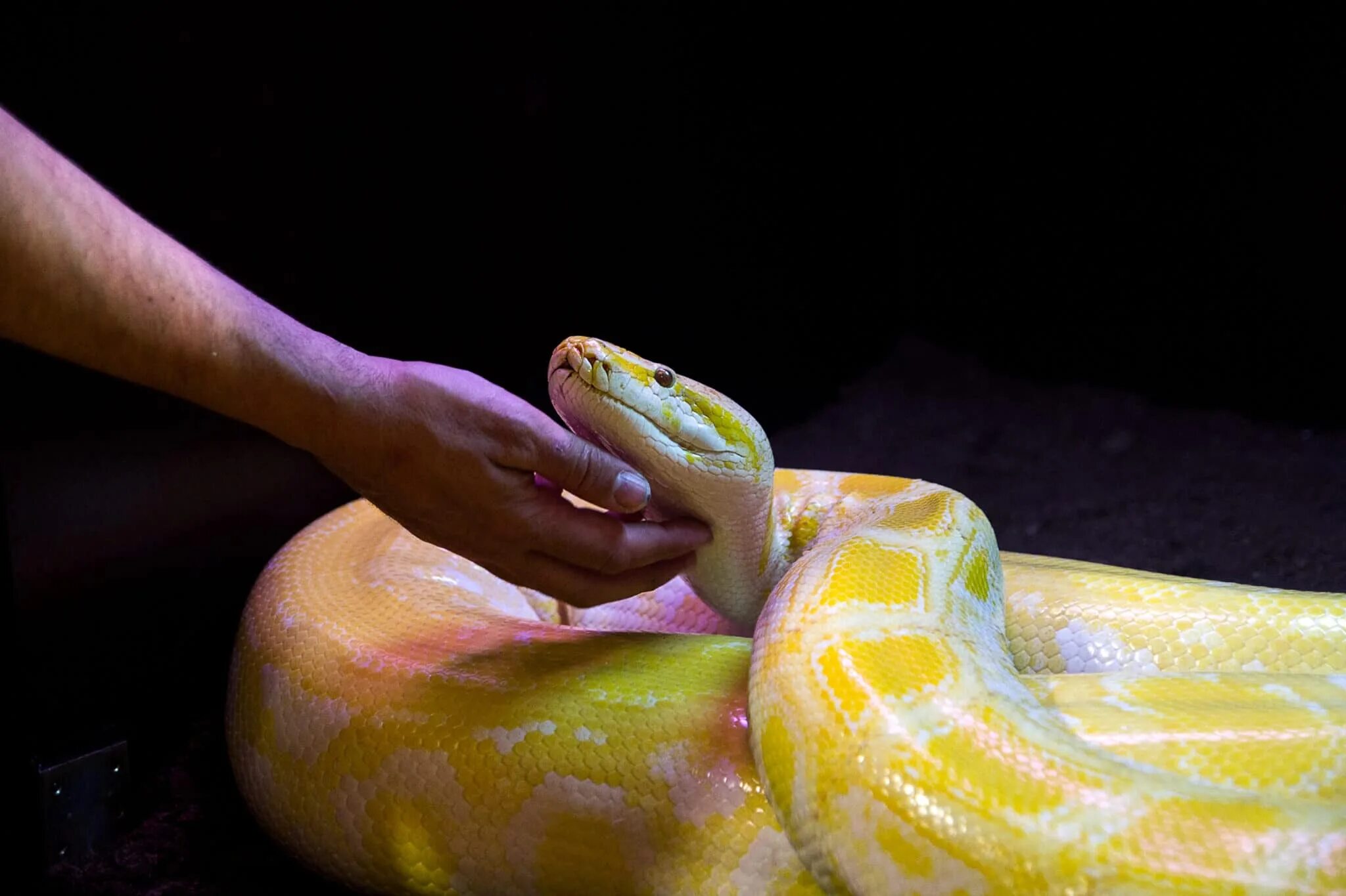 Pet python. Яркие змеи. Поцелуй змеи.