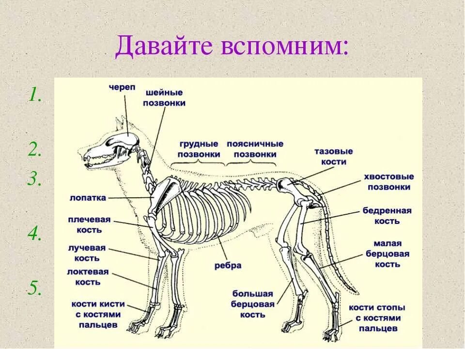 Осевой скелет собаки. Скелет собаки с описанием. Скелет млекопитающих схема. Скелет грудной клетки собаки.