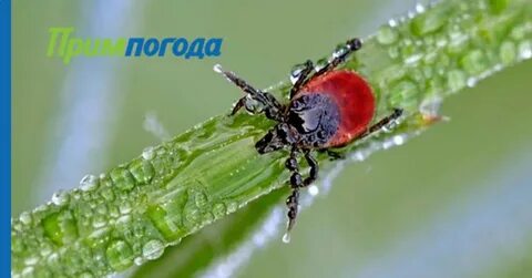 Клещи в дождливую погоду