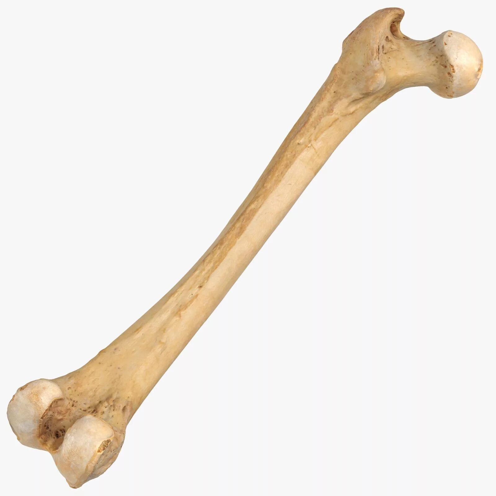 Bone svs. Бедренная кость человека. Бедренная кость 3/4. Бедренная кость человека 3д модель. Бедренная кость на скелете.