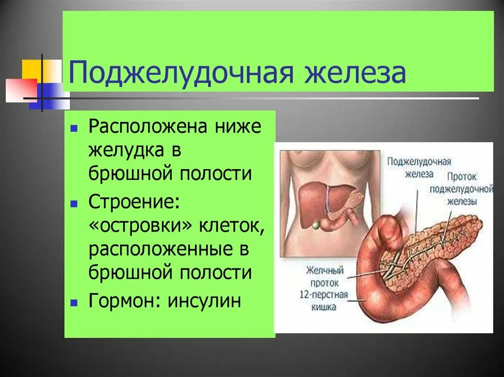 Какие железы расположены в брюшной полости