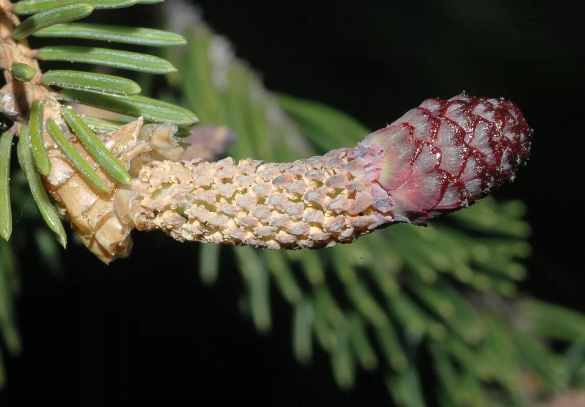 Женская шишка хвойных. Picea Asperata (ель шероховатая). Ель колючая микростробилы. Ель Сибирская микростробилы. Ель обыкновенная микростробилы.