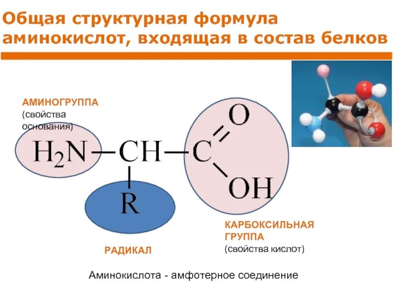 Аминокислоты структурные формулы. Структурные формулы белковых аминокислот. Аминокислоты структурная формула химия. Общая структурная формула аминокислоты. Карбоксильная группа свойства