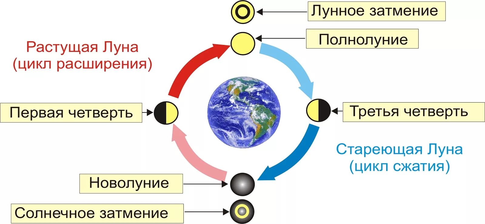 Сажать в полнолуние. Циклы Луны схема. Цикл солнца и Луны. Фазы Луны схема. Луна циклы фазы.