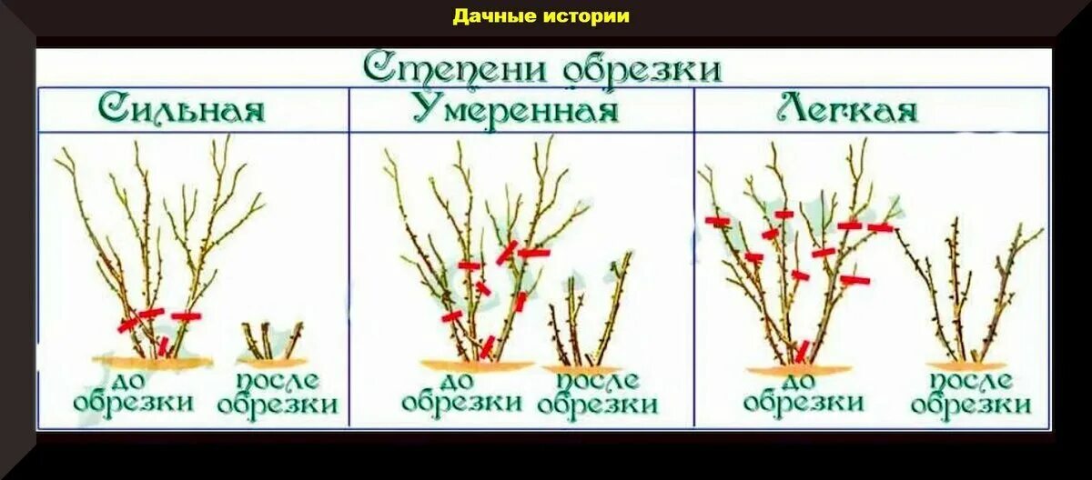 Обрезают ли плетистую розу весной. Обрезка плетистой розы весной для начинающих. Схема обрезки плетистой розы весной. Обрезка плетистых роз весной. Обрезка роз осенью схема для начинающих.