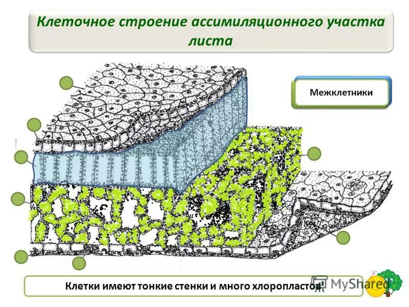 Межклетники заполнены воздухом. Ассимиляционная ткань (хлоренхима) строение. Столбчатая хлоренхима ткань. Строениеассимиляционной ткани листа. Хлоренхима ткань растений.