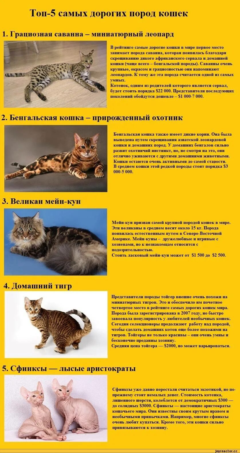 Породы кошек количество. Список пород кошек. Породы кошек картинки. Опасные породы кошек. Виды домашних кошек.