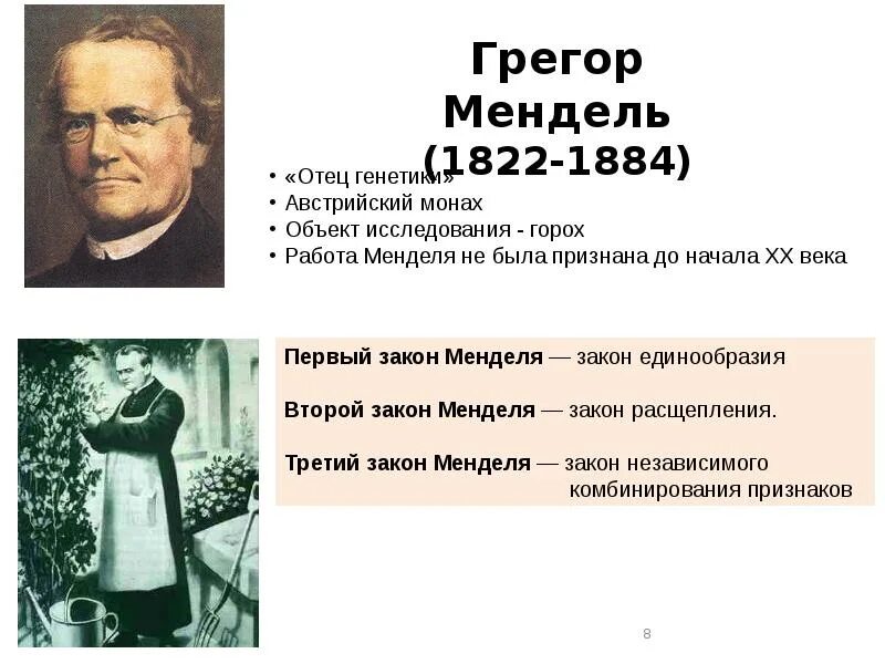 На каких объектах проводил исследования т. Закономерности наследственности установления мендели кратко ответ. Дарвин и мендель. Фриз корренс чермак. Мендель генетика законы наследственности.