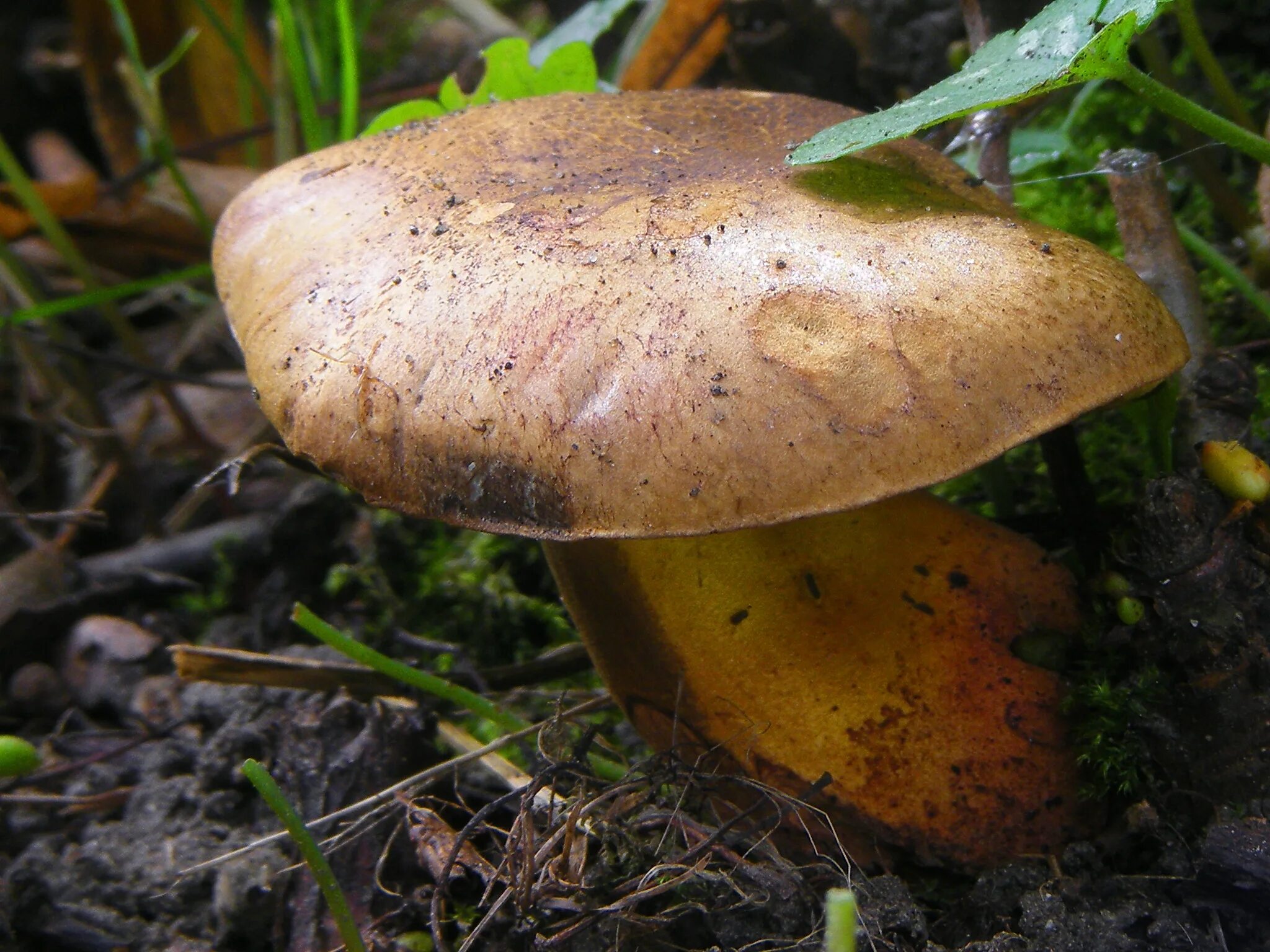 Моховик припорошенный гриб. Гриб моховик с коричневой шляпкой. Cyanoboletus pulverulentus. Моховик желто-бурый.