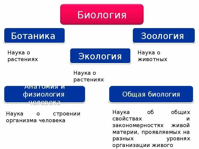 Разделы наук в ботанике. Кластер ботаника. Основные разделы ботаники кратко. Разделы ботаники. Ботаника основные термины и понятия.