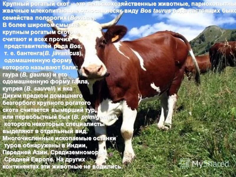 Разведение крупнорогатого скота презентация. Животные относящиеся к крупному рогатому скоту. Породы крупного и мелкого рогатого скота. Тур предок крупного рогатого скота. Крупно рогатый скот сообщение.