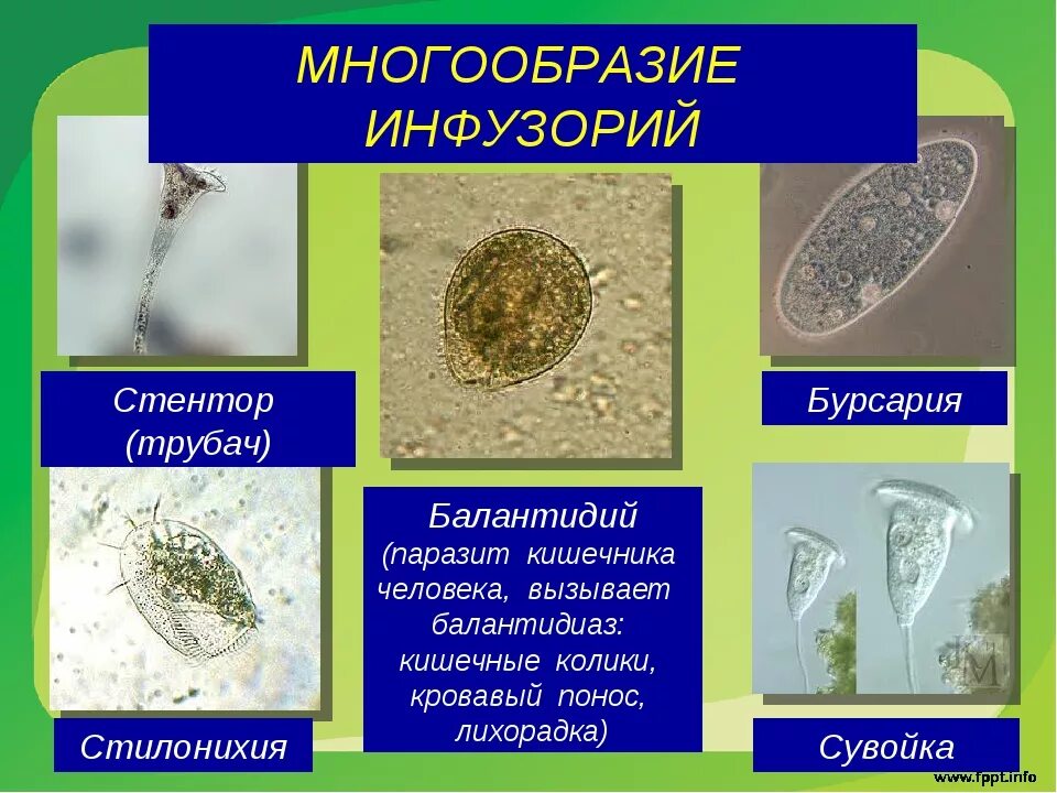 Представители группы простейших. Инфузория балантидий. Тип инфузории классы. Класс Ресничные инфузории представители. Тип инфузории класс Ресничные инфузории.