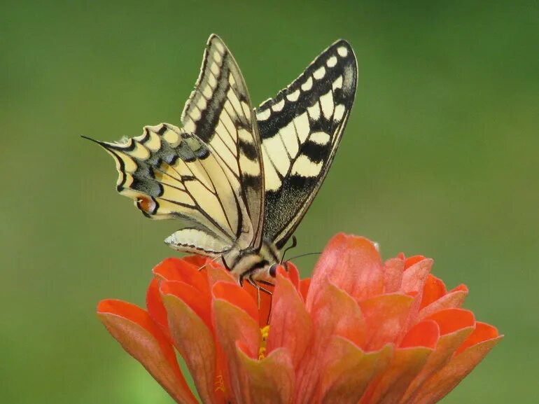 Питание бабочек. Бабочка пьет нектар. Бабочка питается. Питание бабочек в природе. Чем питаются бабочки в домашних