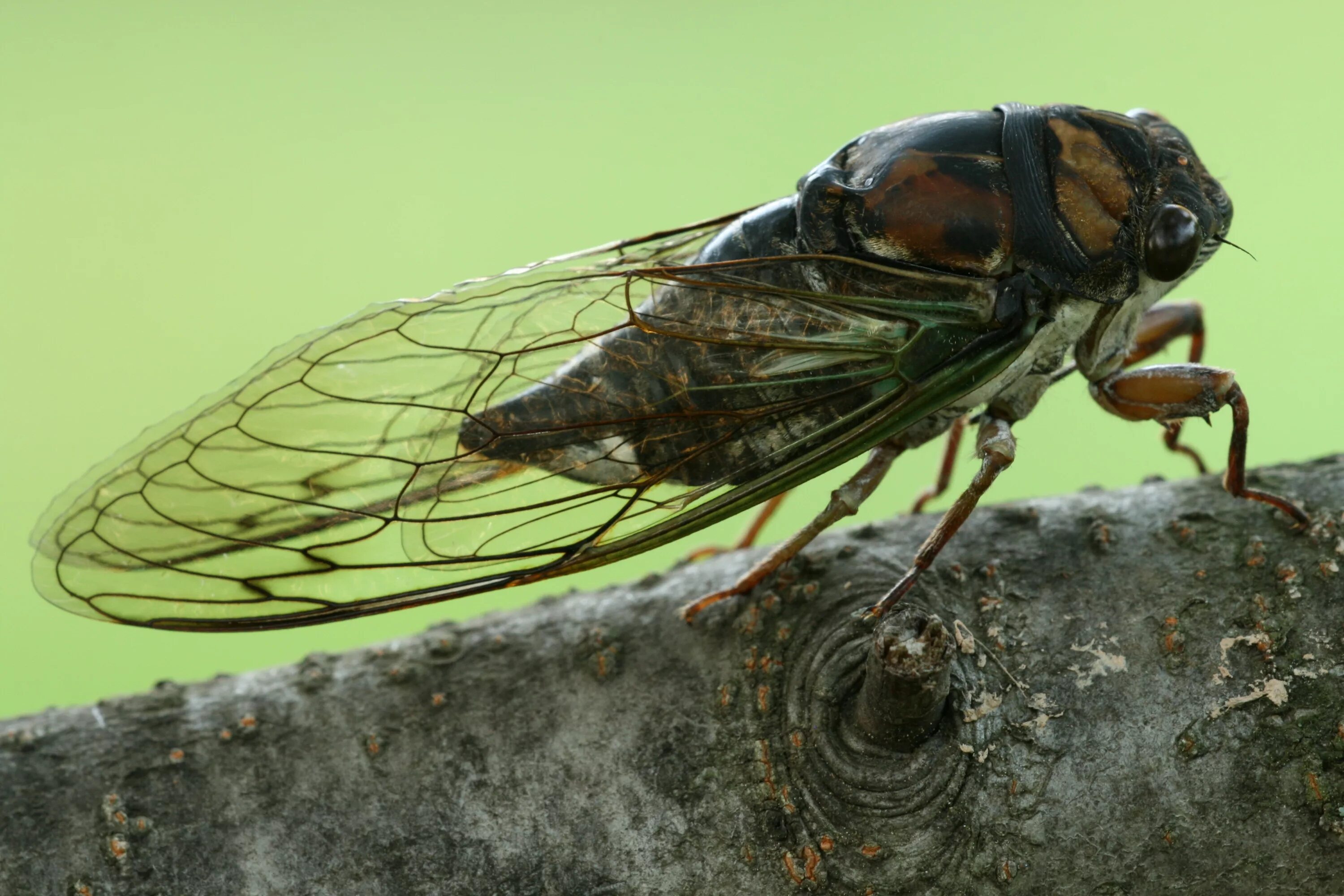 цикада трейлер 2023