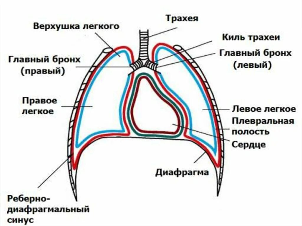 Синусы плевры схема. Синусы плевральной полости схема. Синусы плевральной полости анатомия. Плевральные синусы анатомия схема. Верхушки легких тени