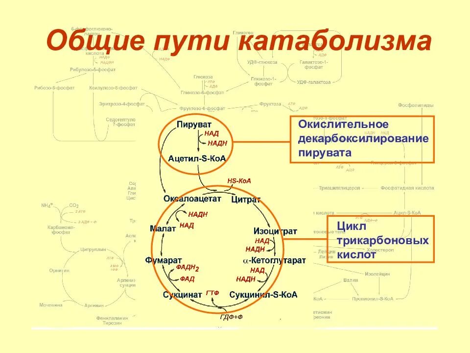 Где происходит окисление клетки. Биологическое окисление схема. общий путь катаболизма схема. условия протекания биологического окисления.