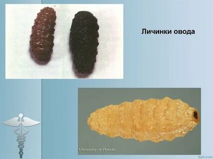Гиподерматоз