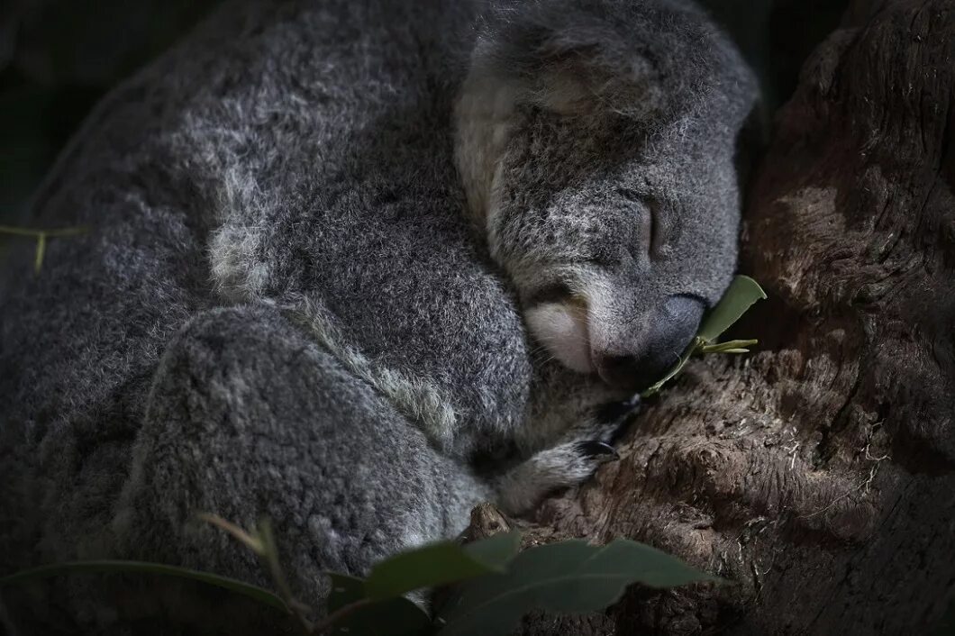 Коала фото. Лучшие фото недели животные. Спящие коалы в отличном качестве.