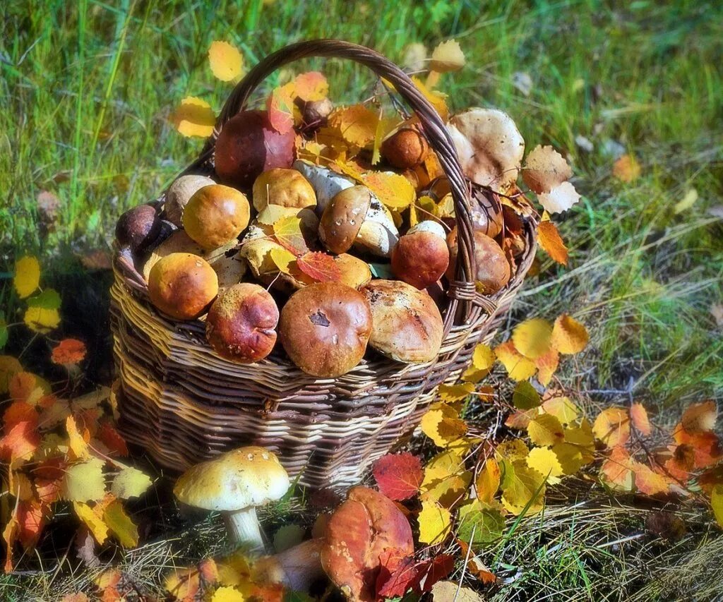 Что значит грибные набеги