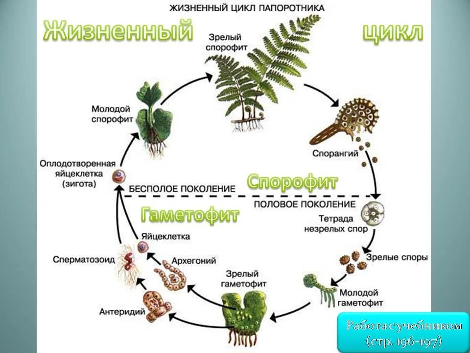 Папоротниковидные спорофит. Цикл развития мохообразные сфагнум. Цикл развития щитовника. Жизненный цикл мхов и папоротников. Жизненный цикл папоротника схема.