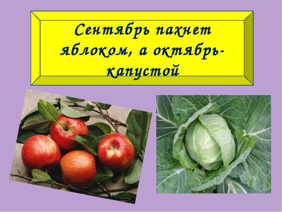 Октябрь капуста. Сентябрь пахнет яблоками октябрь капустой. Октябрь пахнет капустой. Пахнет яблоком капустой. Пословица сентябрь пахнет яблоками а октябрь.