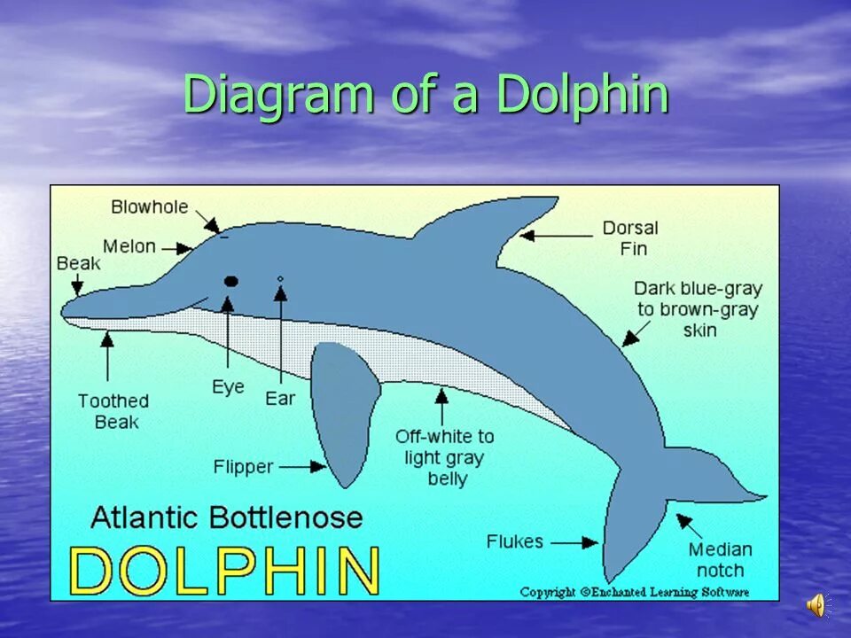 Дельфин на английском. Анатомия дельфина. Dolphin транскрипция. Клюв дельфина. Dolphin api