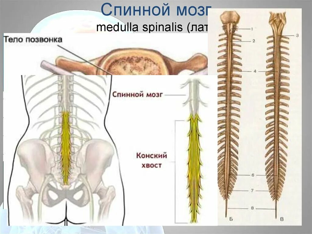 Конский хвост спинного мозга. Терминальная нить спинного мозга. Спинной мозг строение конский хвост. Спинной мозг Medulla spinalis.