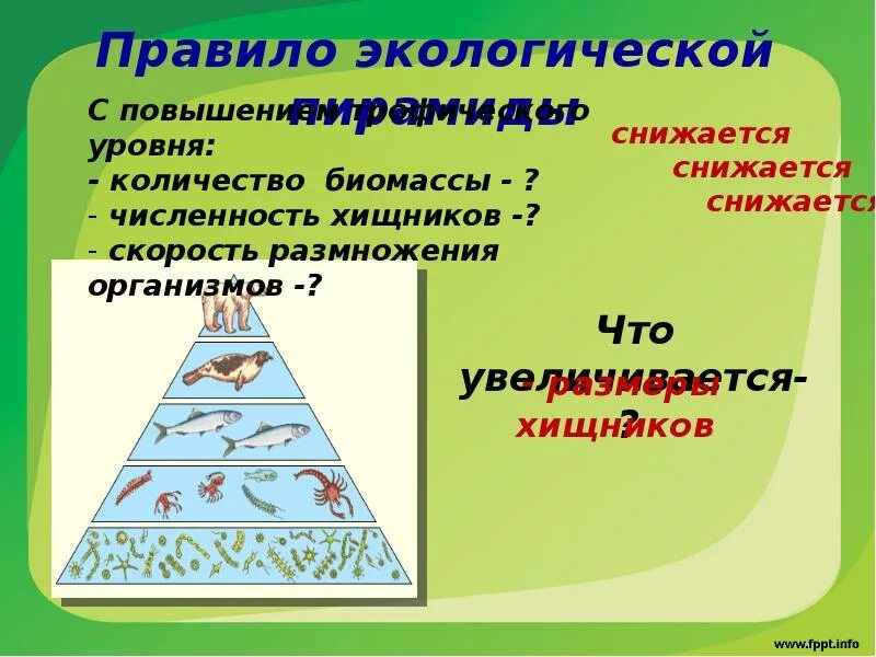 Экологические пирамиды биомасс энергии. Экологические пирамиды пирамида биомасс. Экологическая пирамида биогеоценоза. Экологические пирамиды численности биомассы энергии. Пирамида биомасс пирамида чисел пирамида энергии.