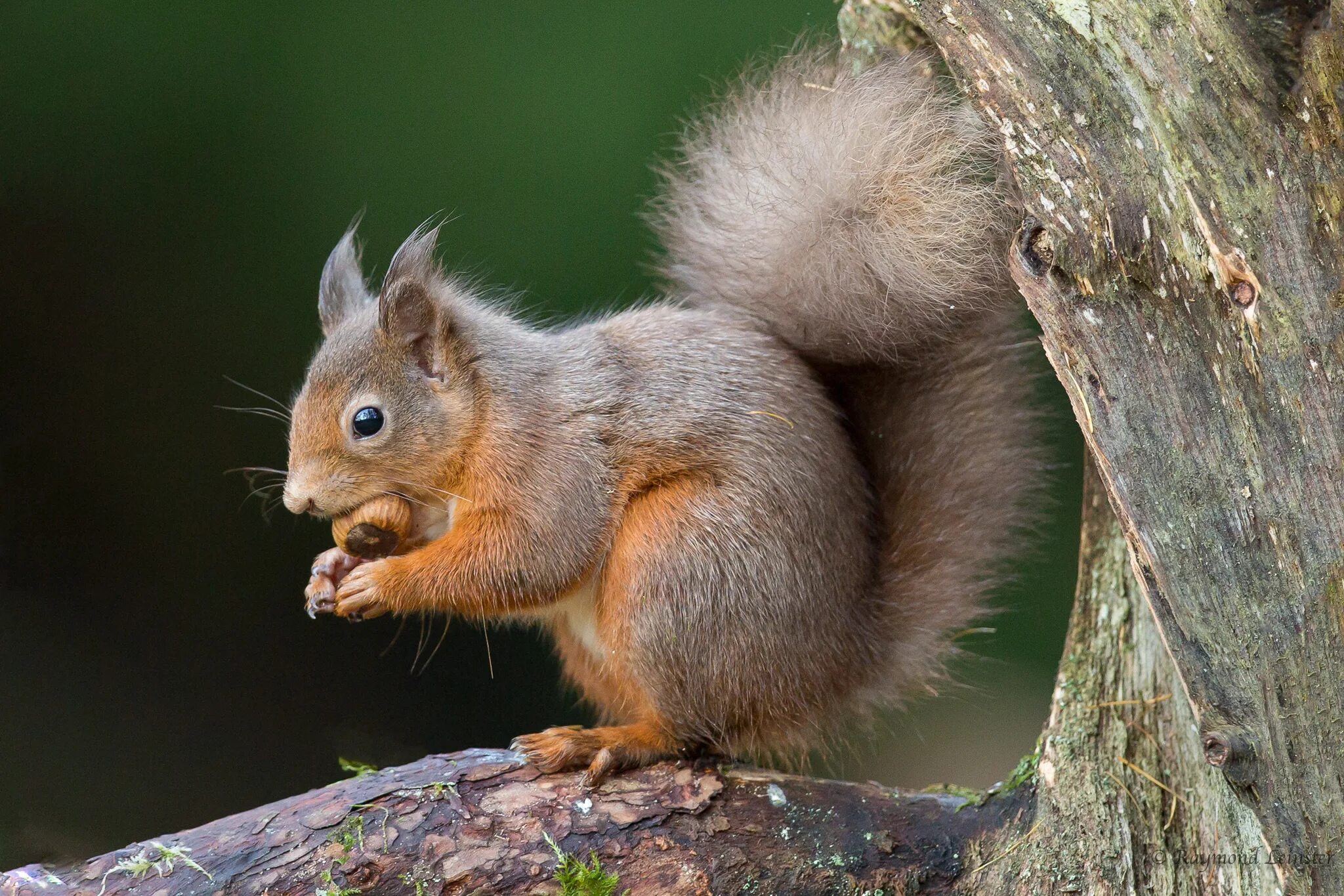 C squirrel