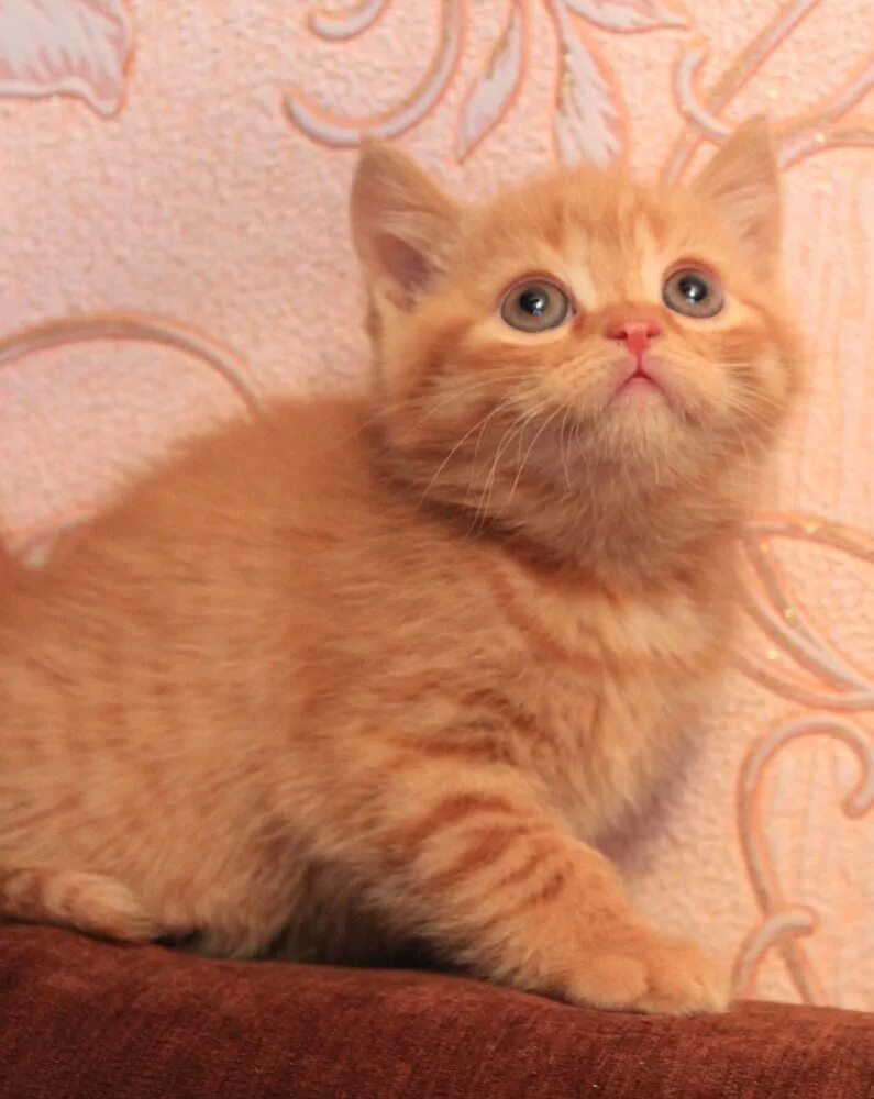 Скоттиш страйт рыжий мраморный. Кот скоттиш страйт рыжий. Кот скоттиш страйт рыжий. Шотландская прямоухая рыжая. Скоттиш страйт красный мрамор.