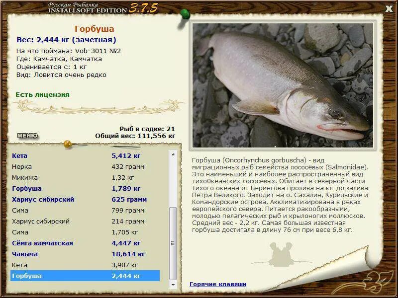 кумжа- рыба семейства лососёвых. рыба семейства лососевых голец. Hucho taimen обыкновенный таймень. крупная рыба семейства лососевых 5. кижуч.