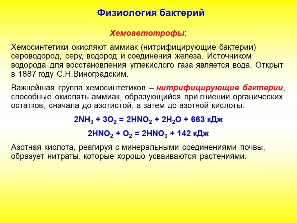 Хемоавтотрофы. Хемоавтотрофы бактерии. Нитрифицирующие бактерии хемоавтотрофы. Нитрифицирующие бактерии окисляют аммиак.