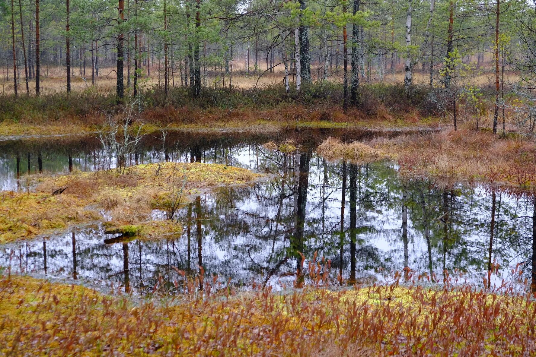 болота отзывы. болота отзывы. болото веретинский мох. низинные болота карелии. болото ленинградской области топь.