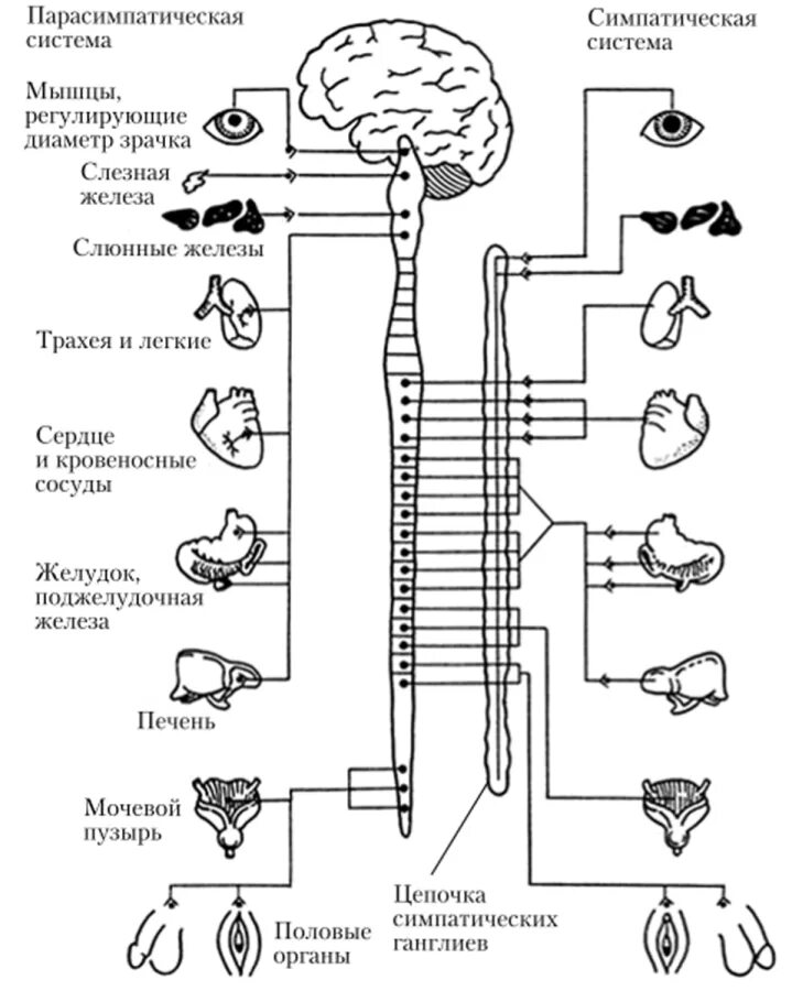Какие функции регулирует симпатический отдел нервной системы. Схема симпатической и парасимпатической систем. Парасимпатический отдел вегетативной нервной схема. Схема симпатического отдела нервной системы. Парасимпатическая система и симпатическая система.