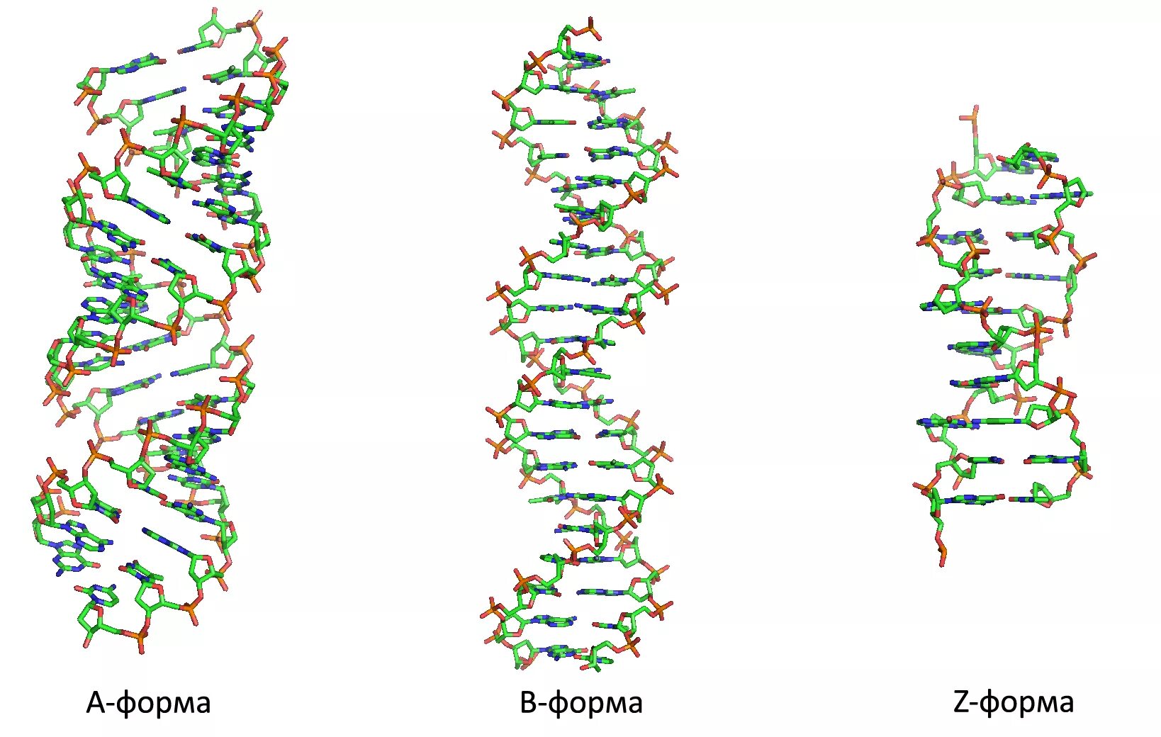 A B Z формы ДНК. Формы структуры ДНК. Структура ДНК А форма б форма. Возможные конформации ДНК: A, B И Z формы..