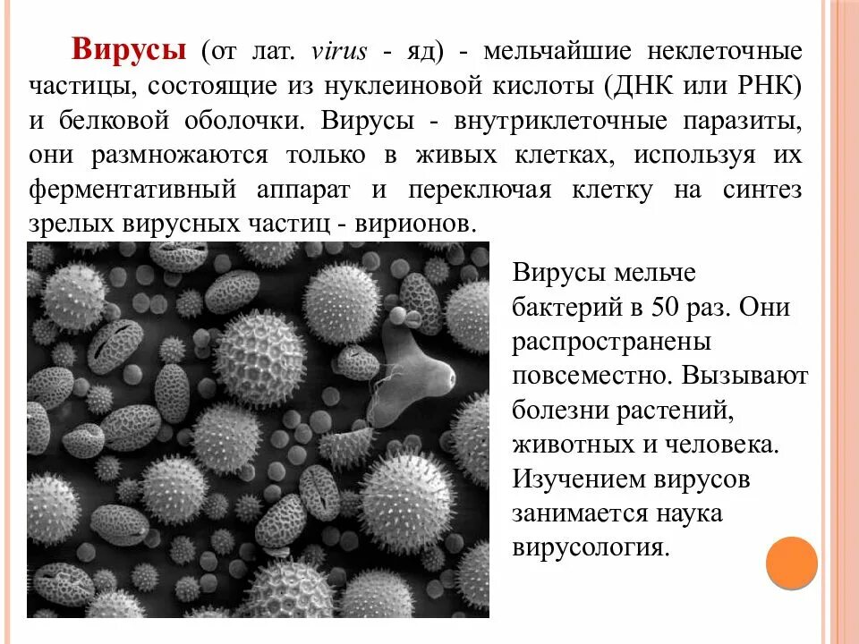 Вирусы способны размножаться только в живых клетках. Вирусы являются внутриклеточными паразитами. Мельчайшие неклеточные частицы. Все вирусы внутриклеточные паразиты. Вирусы размножаются только.