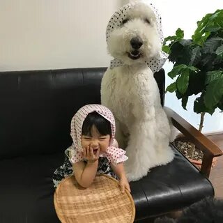 Пушистый модник йошкар